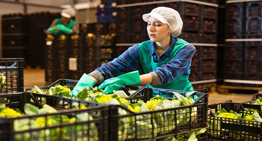 Z pole až do maloobchodu: optimalizace sklizňové logistiky se správnými nosiči nákladu