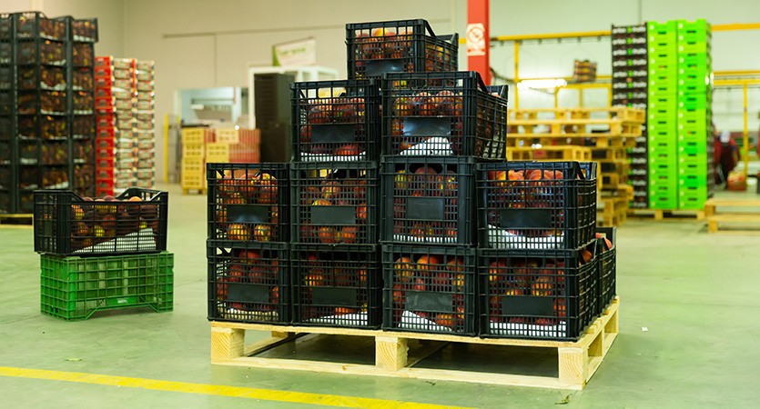 Z pole až do maloobchodu: optimalizace sklizňové logistiky se správnými nosiči nákladu