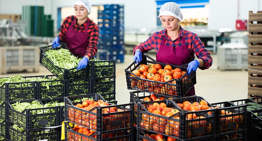 Z pole až do maloobchodu: optimalizace sklizňové logistiky se správnými nosiči nákladu