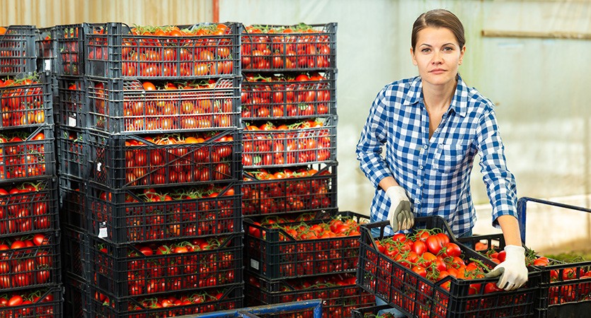 Z pole až do maloobchodu: optimalizace sklizňové logistiky se správnými nosiči nákladu